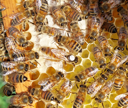 Buckfast-Königin - von 2026 - belegstellenbegattet