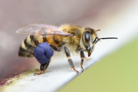 Apitherapie Seminar in Hitzkirch (LU)