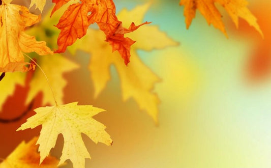 Herbststimmung im Sieberhuus in Lyss