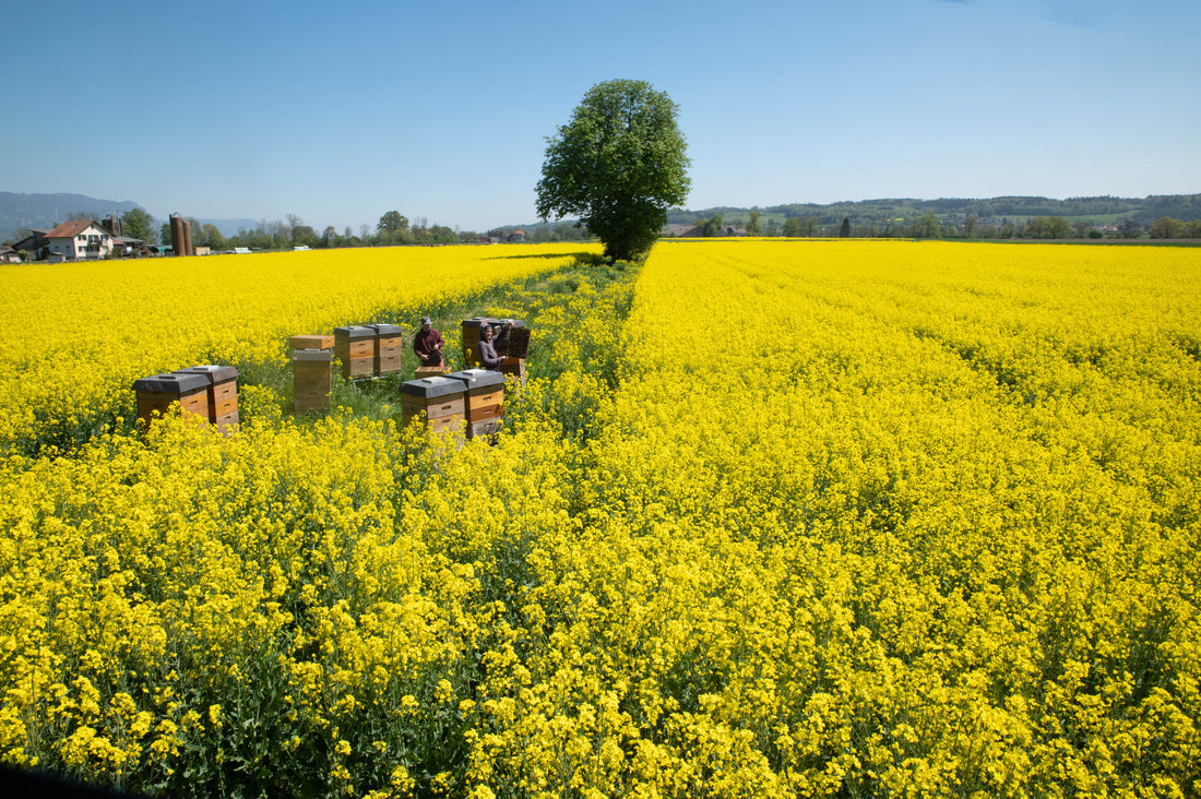 Alles neu macht der Mai - Newsletter 1/2022