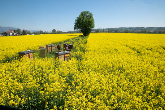 Alles neu macht der Mai - Newsletter 1/2022